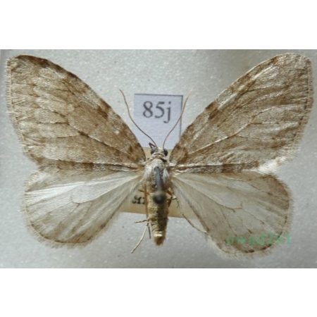 Epirrita dilutata (Denis & Schiffermüller, 1775) Paśnik rozmytek Czech85j